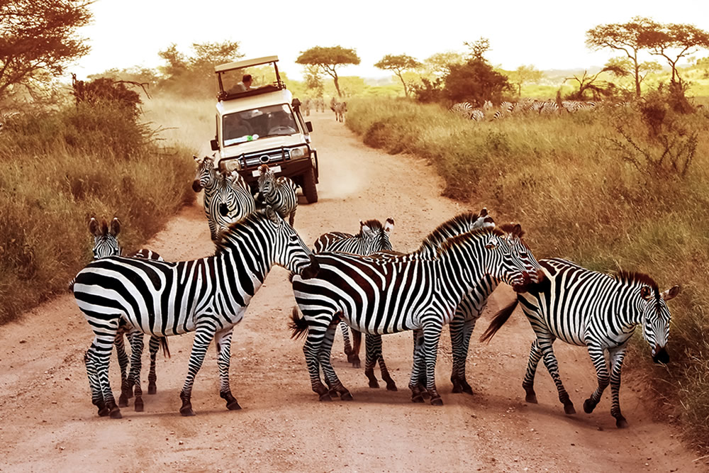 Zebras In Serengeti National Park