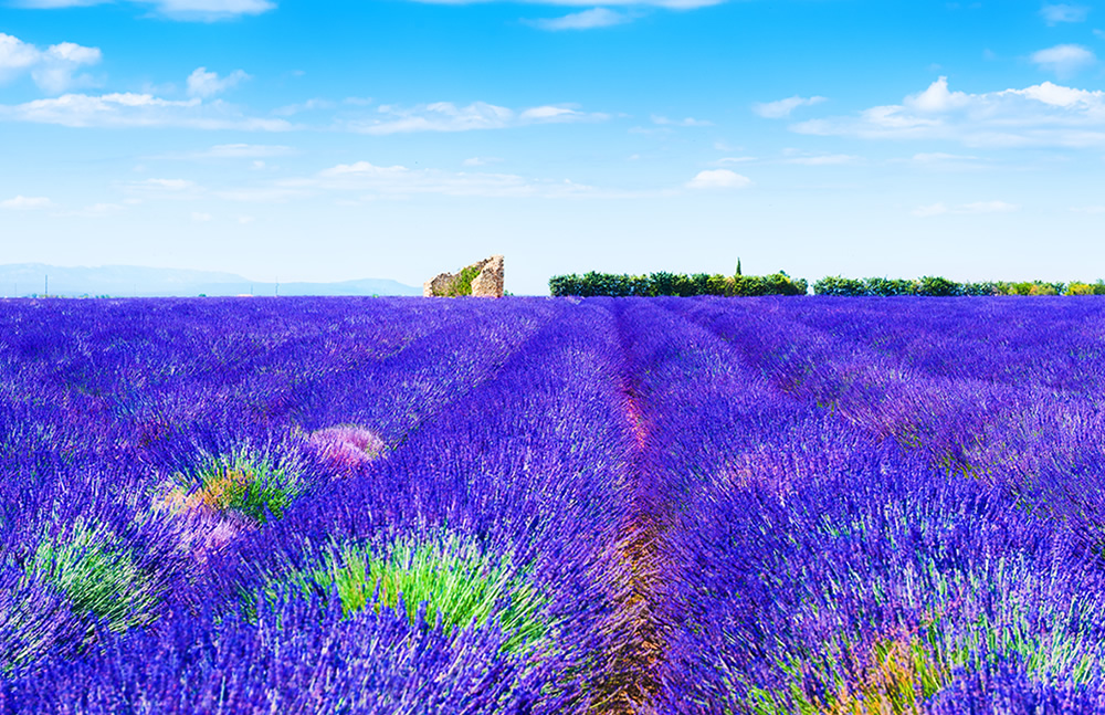 Lavender Fields in Provence France